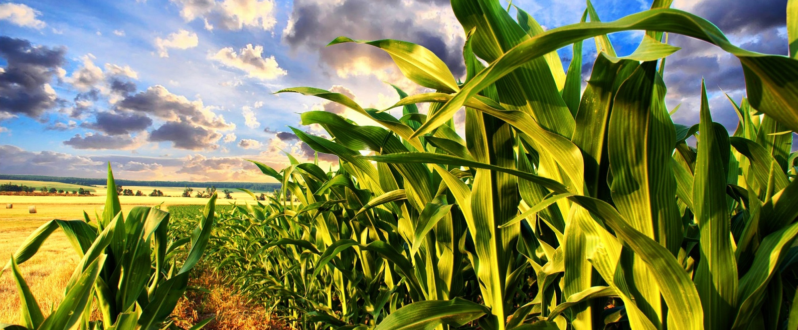 Grupa Azoty expands fertilizer portfolio with new MultiCorn NP (S) 14-34 (+23)