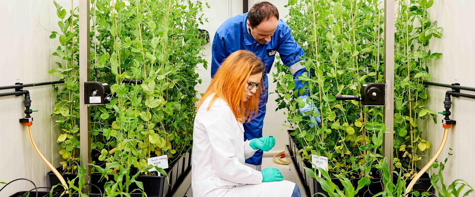 Grupa Azoty S.A. opens new phytotron at its Research and Development Centre in Tarnów
